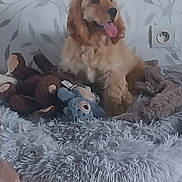 Bonnie participe au concours pour gagner de l'argent avec cette photo : animal, brown_and_white, cocker_spaniel, cozy, dog, electrical_outlet, floppy_ears, fluffy_fur, home, indoor, panting, pet, pet_bed, plush_toys, portrait, shaggy_blanket, sitting, tiled_floor, tongue, wallpaper