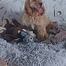 animal, brown_and_white, cocker_spaniel, cozy, dog, electrical_outlet, floppy_ears, fluffy_fur, home, indoor, panting, pet, pet_bed, plush_toys, portrait, shaggy_blanket, sitting, tiled_floor, tongue, wallpaper