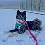 Naya participe au concours pour gagner de l'argent avec cette photo : dog, snow, leash, harness, bandana, outdoor, winter, animal, canine, pet, fur, lying_down, quiet, cold, fence, nature, footprints, calm, background_blur, daylight