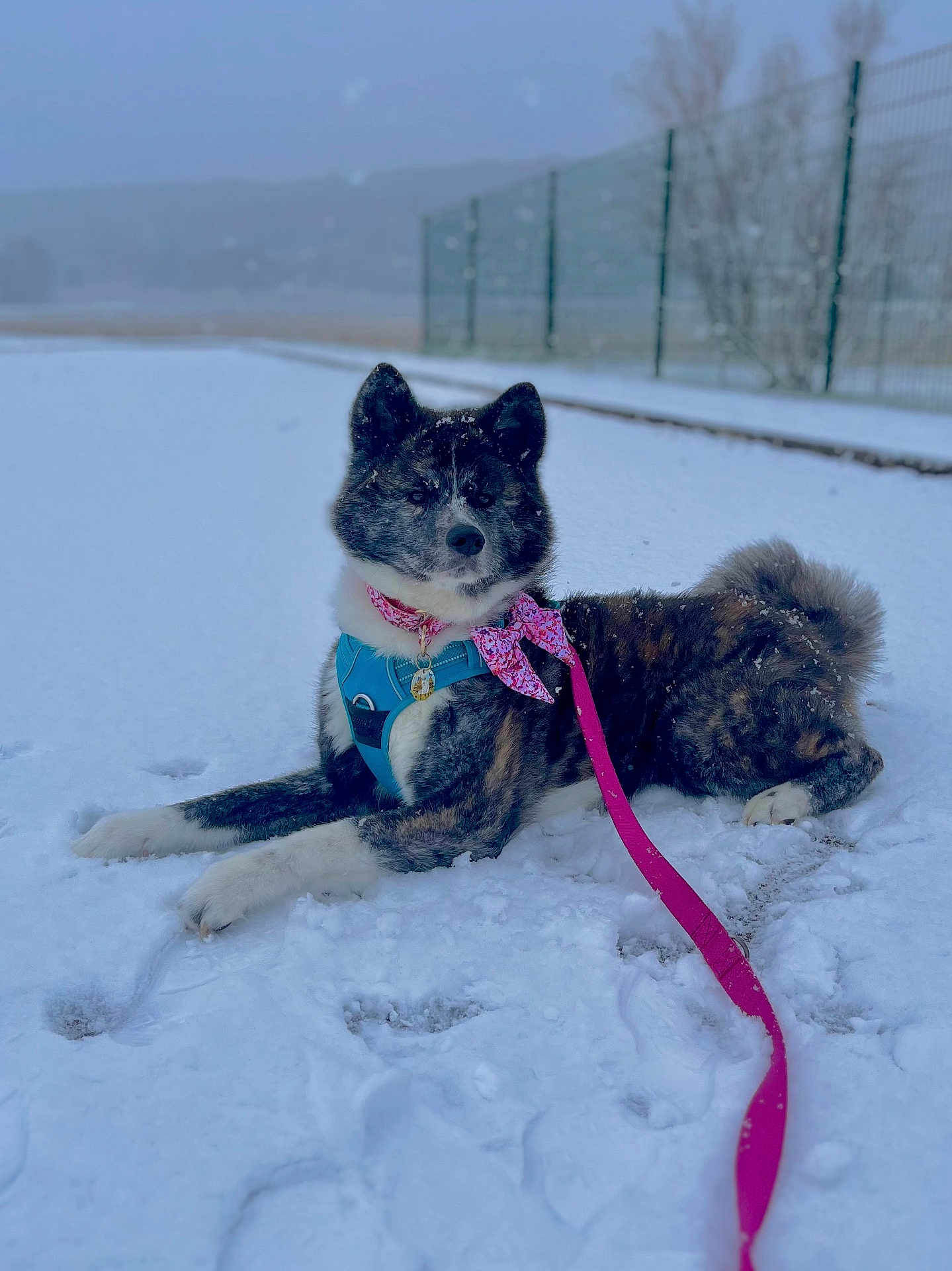Naya participe au concours pour gagner de l'argent avec cette photo : dog, snow, leash, harness, bandana, outdoor, winter, animal, canine, pet, fur, lying_down, quiet, cold, fence, nature, footprints, calm, background_blur, daylight
