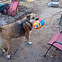 dog, toy, plush_toy, backyard, dirt, chair, wagon, wheel, seat, pet, playful, brown_fur, collar, outdoor, hose, mat, leaves, looking_back, ground, daylight