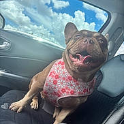 Dulce is registered to the contest to win money with this photo: animal, black_seat, blue_sky, canine, car_interior, car_seat, clouds, companion, daytime, dog, floral_pattern, happy, harness, pet, pink, smiling, sunlight, tongue_out, transportation, window