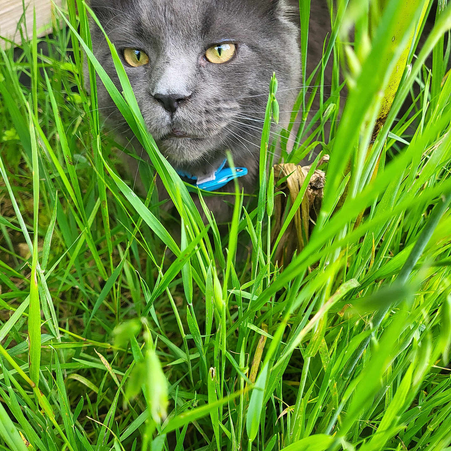 Usko participe au concours pour gagner de l'argent avec cette photo : abyssinian, accessories, animal, blackcat, cat, countryside, field, grass, grassland, green, kitten, lawn, manx, meadow, nature, outdoors, pet, plant, rural, vegetation