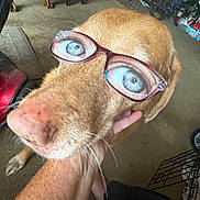 Mila is registered to the contest to win money with this photo: dog, glasses, optical_illusion, pet, indoor, hand, face, brown_dog, canine, funny, humor, animal, closeup, person, floor, carpet, object, eyewear, household, portrait