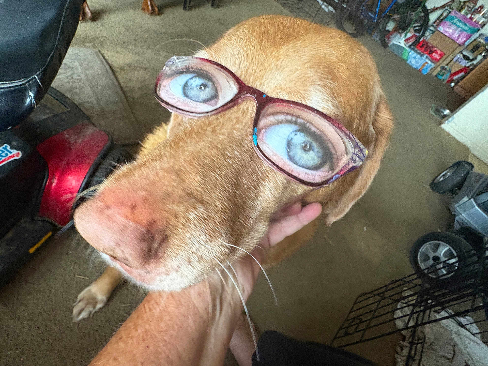 Mila is registered to the contest to win money with this photo: dog, glasses, optical_illusion, pet, indoor, hand, face, brown_dog, canine, funny, humor, animal, closeup, person, floor, carpet, object, eyewear, household, portrait