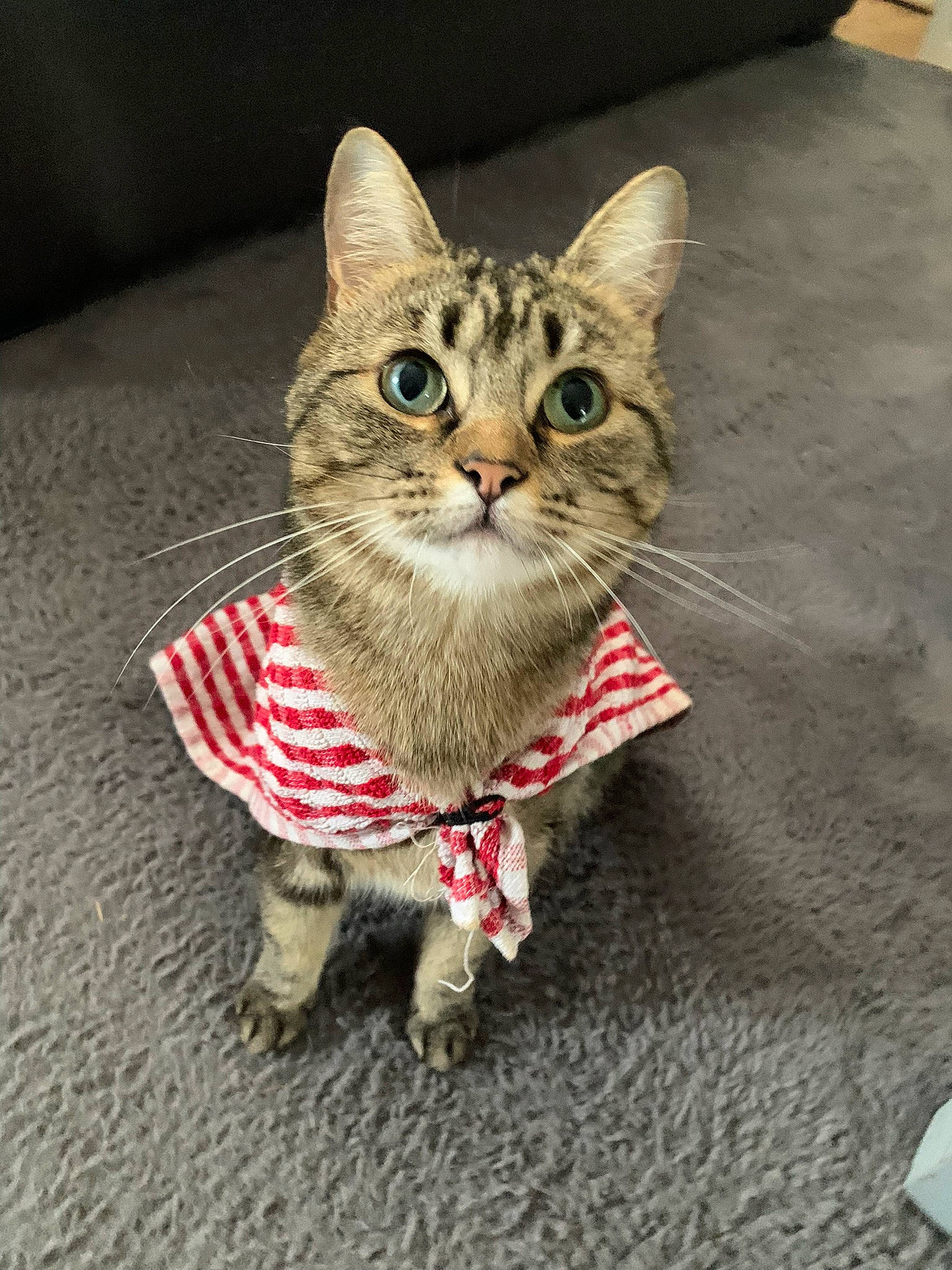 Myla joined the competition — help win amazing prizes! art, carnivore, cat, collar, domestic_short_haired_cat, fashion_accessory, felidae, fur, paw, sitting, small_to_medium_sized_cats, snout, tail, terrestrial_animal, whiskers