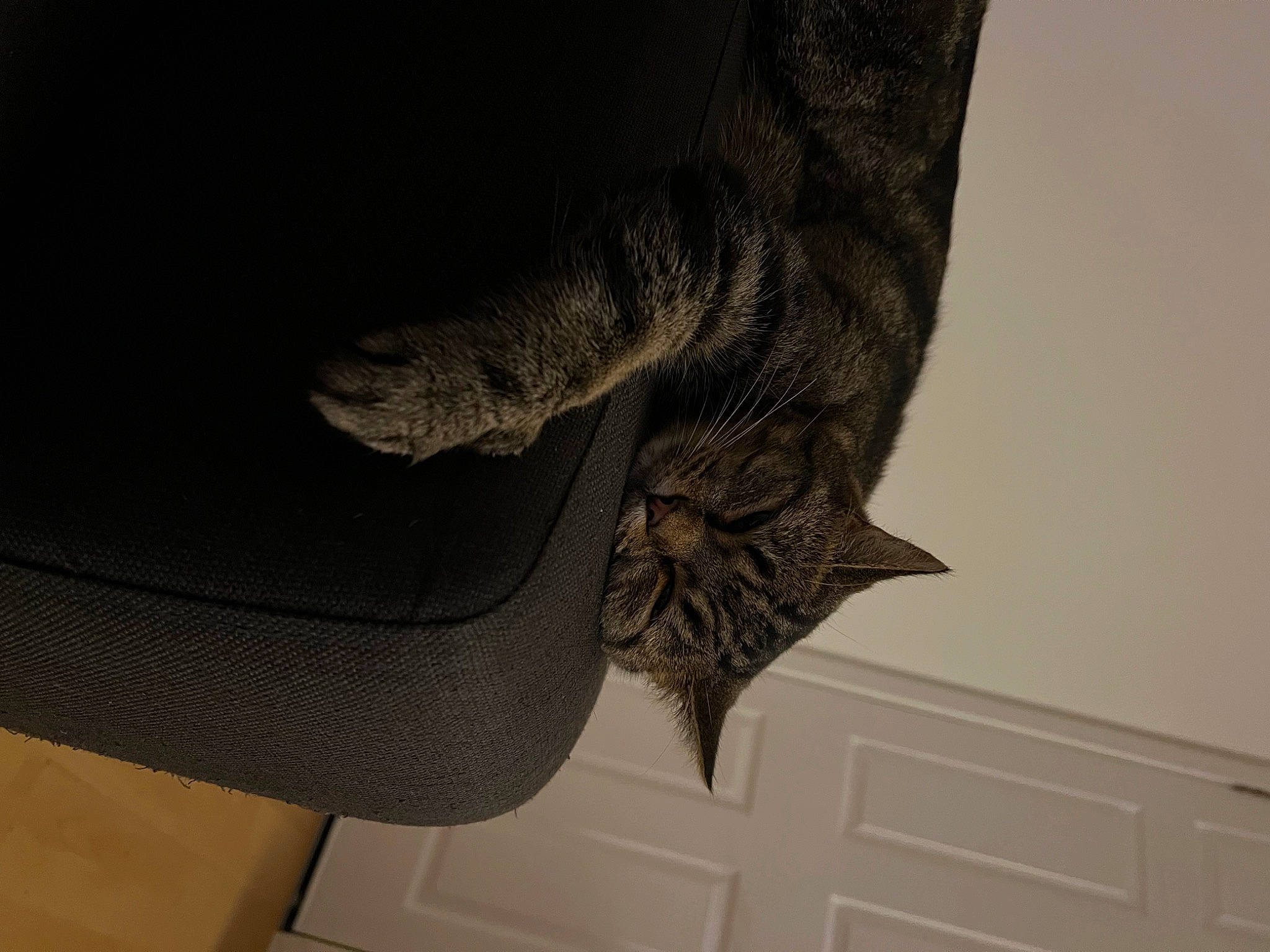 Myla joined the competition — help win amazing prizes! art, denim, fashion_accessory, felidae, foot, fur, grey, human_leg, leg, pattern, shoe, sleeve, sock, tail, thigh, waist, wood, wool, woolen, woven_fabric