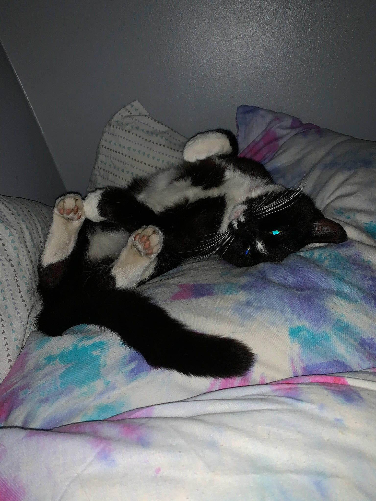 Pip is registered to the contest to win money with this photo: bed, black_cat, canidae, carnivore, comfort, companion_dog, couch, dog_breed, felidae, fur, grey, linens, mammal, paw, room, schnauzer, small_to_medium_sized_cats, sporting_group, tail, whiskers