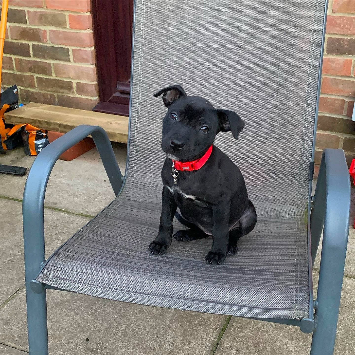 Ruby is registered to the contest to win money with this photo: brick, brickwork, canidae, carnivore, chair, collar, companion_dog, dog, dog_breed, dog_collar, dog_supply, fashion_accessory, fawn, grey, leash, outdoor_furniture, pet_supply, snout, tail, working_animal