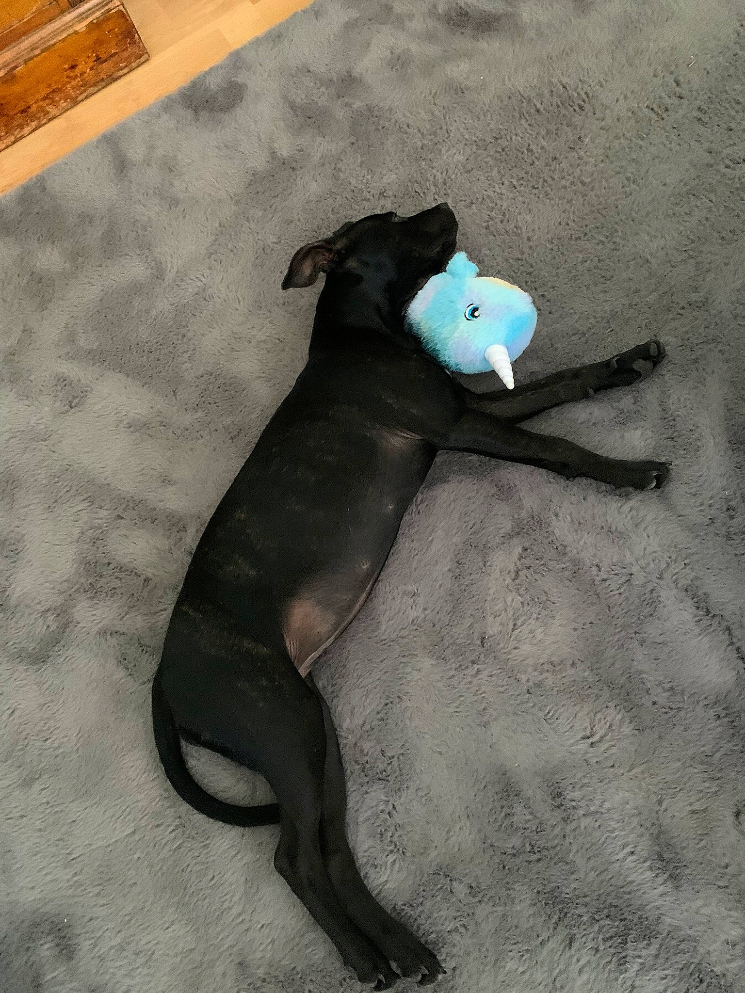 Ruby joined the competition — help win amazing prizes! art, canidae, carnivore, comfort, companion_dog, dog, dog_breed, electric_blue, fawn, flooring, grey, hardwood, human_leg, knee, snout, sporting_group, tail, terrestrial_animal, toy, working_animal