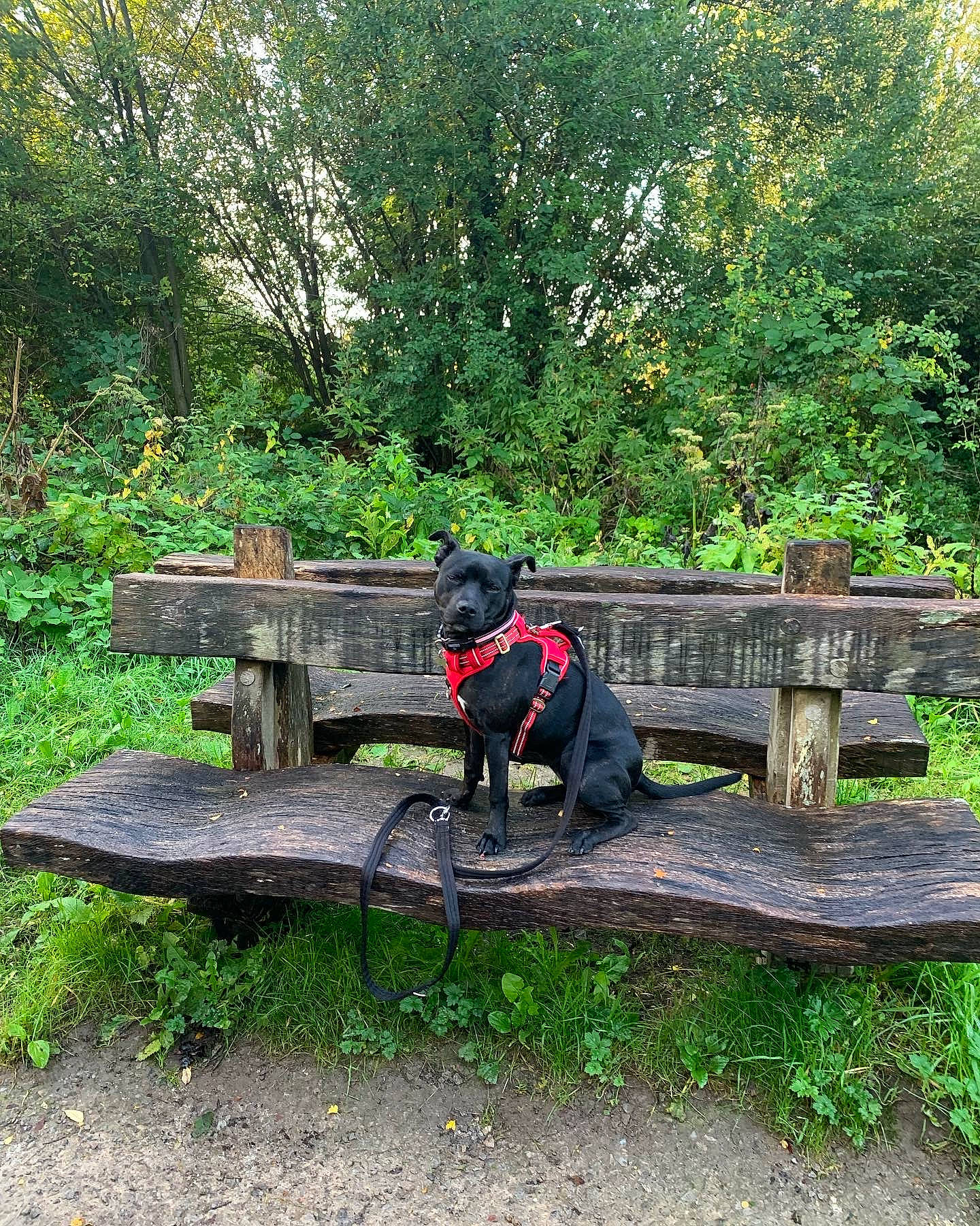 Ruby is registered to the contest to win money with this photo: bench, carnivore, companion_dog, dog, dog_breed, garden, grass, groundcover, landscape, landscaping, leisure, natural_landscape, outdoor_bench, outdoor_furniture, plant, recreation, sporting_group, tail, tree, wood