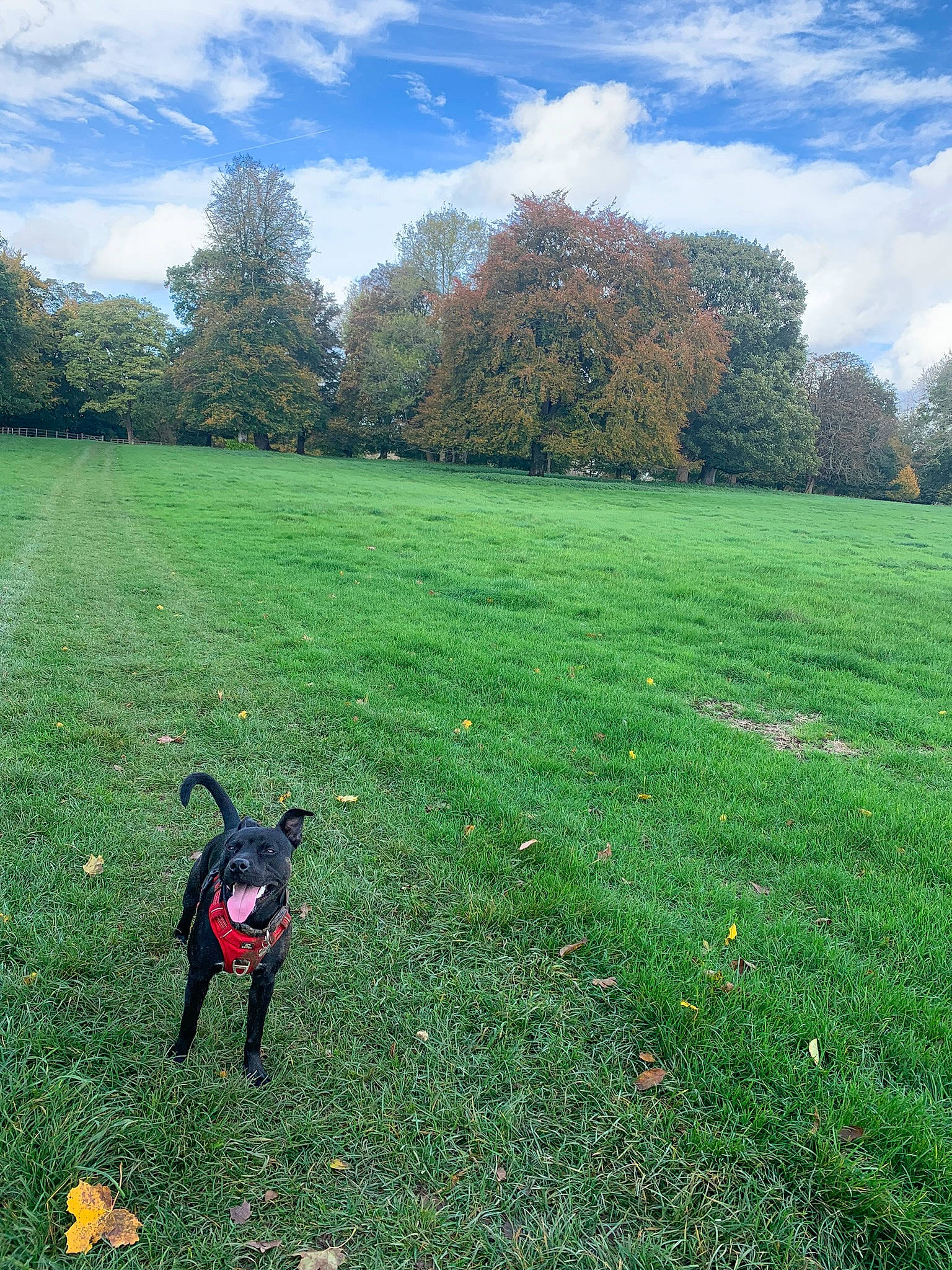 Ruby joined the competition — help win amazing prizes! carnivore, cloud, dog, dog_breed, grass, grass_family, grassland, green, groundcover, land_lot, landscape, lawn, meadow, natural_landscape, people_in_nature, plant, shrub, sky, sunlight, tree