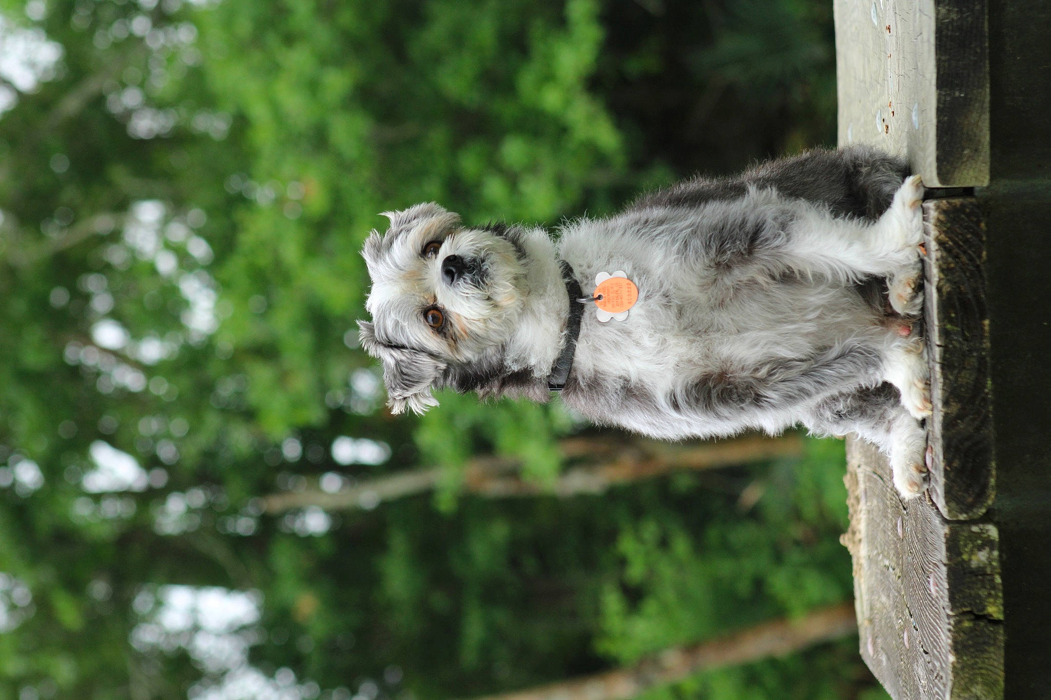 Oreo is registered to the contest to win money with this photo: art, canidae, carnivore, dog_breed, felidae, koolie, marsupial, plant, primate, snout, snow_leopard, sporting_group, tail, terrestrial_animal, tree, trunk, whiskers, wood, zoo