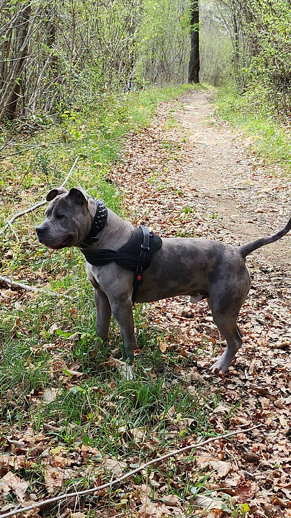 Tyson a rejoint le concours — aidez-le/la à gagner de superbes lots ! canidae, carnivore, collar, companion_dog, dog, dog_breed, dog_collar, dog_supply, fawn, grass, guard_dog, pet_supply, plant, snout, sporting_group, tail, terrestrial_animal, tree, working_animal, working_dog