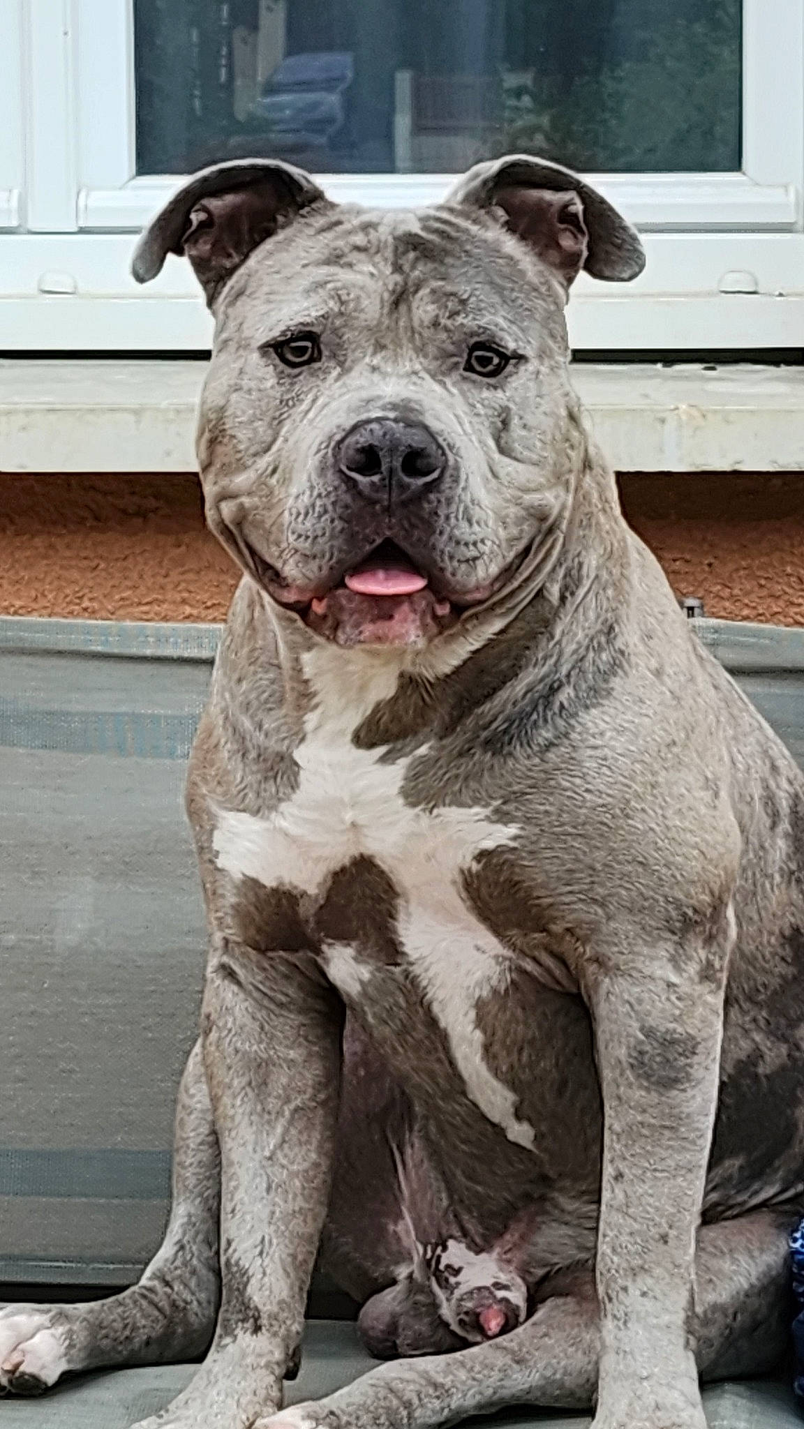 Tyson a rejoint le concours — aidez-le/la à gagner de superbes lots ! carnivore, companion_dog, dog, dog_breed, fawn, non_sporting_group, snout, sporting_group, terrestrial_animal, working_animal, working_dog