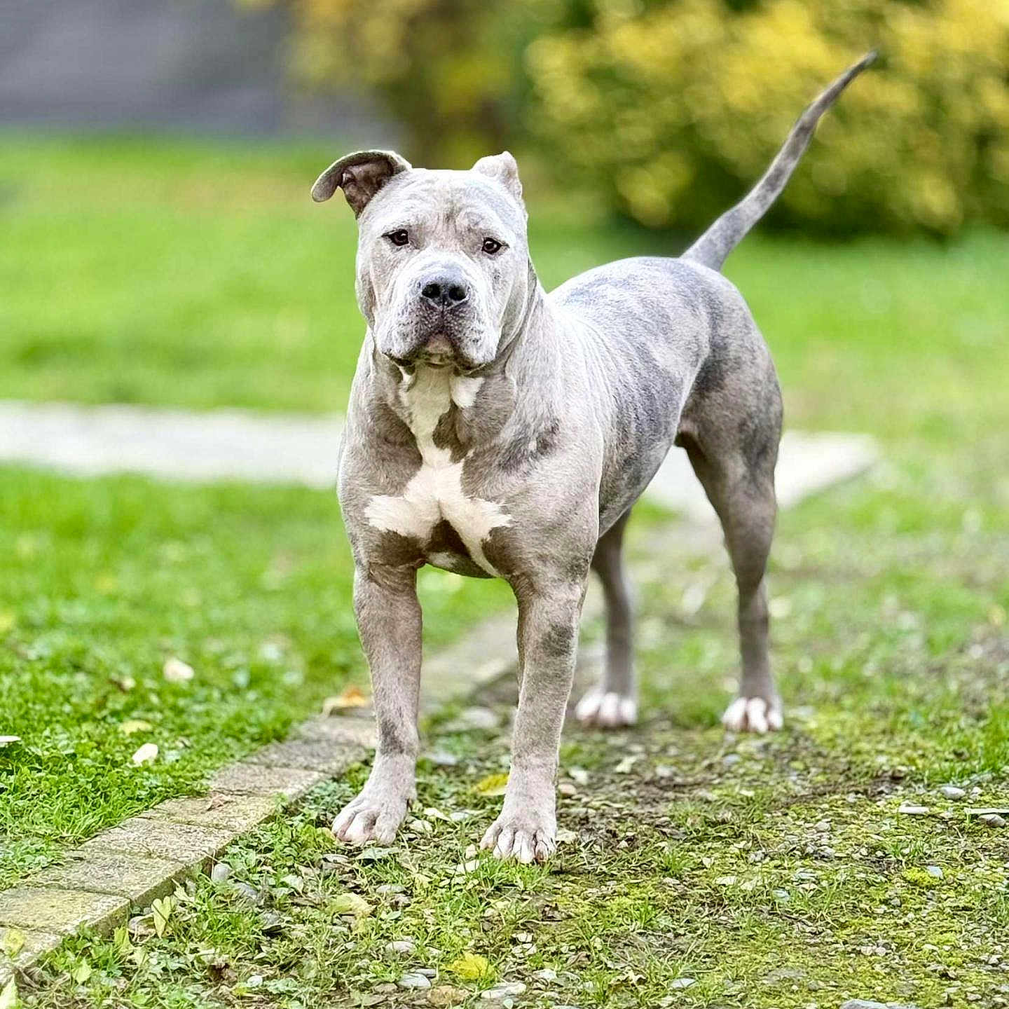 Tyson a rejoint le concours — aidez-le/la à gagner de superbes lots ! animal, ball, boxer, bulldog, canine, dog, fitness, football, grass, pet, pitbull, plant, pointer, puppy, snout, soccer, soccerball, sport, terrier, whitedog