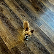 Taquito is registered to the contest to win money with this photo: animal, brown, canine, companion, curious, cute, dog, domestic_animal, ears, floor_texture, flooring, home, indoor, light, looking_up, pet, shadow, small_dog, tan_dog, wooden_floor
