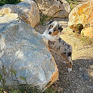 Storm a rejoint le concours — aidez-le/la à gagner de superbes lots ! dog, puppy, australian_shepherd, rock, outdoor, sunlight, grass, nature, curious, animal, pet, small_dog, pathway, greenery, daylight, young_dog, fur, ears, tail, ground