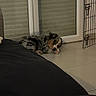 Storm a rejoint le concours — aidez-le/la à gagner de superbes lots ! dog, puppy, sleeping, indoor, floor, window, closed_blinds, tile_floor, resting, pet, quiet, calm, cozy, small_dog, fur, canine, home, relaxing, animal, companion