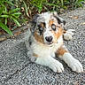 Storm a rejoint le concours — aidez-le/la à gagner de superbes lots ! puppy, dog, outdoor, gravel, greenery, bushes, fur, cute, pet, young, animal, lying_down, nature, eyes, muzzle, paws, tricolor, curious, adorable, canine