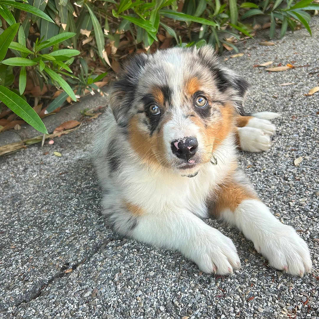 Storm a rejoint le concours — aidez-le/la à gagner de superbes lots ! puppy, dog, outdoor, gravel, greenery, bushes, fur, cute, pet, young, animal, lying_down, nature, eyes, muzzle, paws, tricolor, curious, adorable, canine