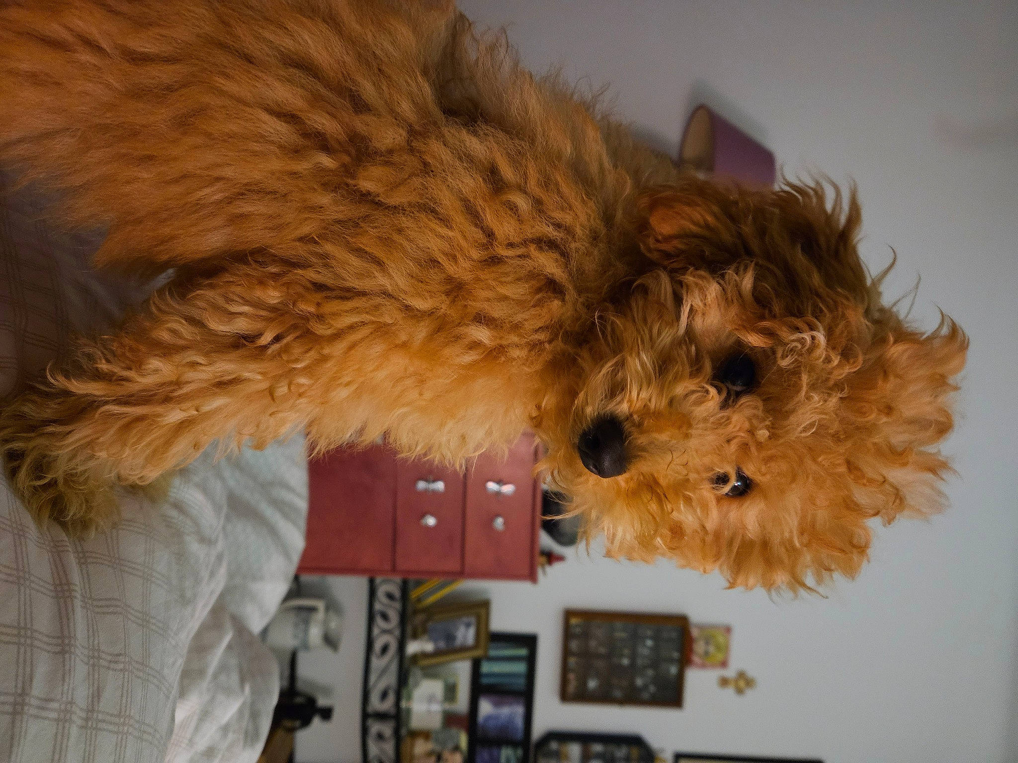 Muscade participe au concours pour gagner de l'argent avec cette photo : canidae, carnivore, companion_dog, dog, dog_breed, fawn, felidae, fur, labradoodle, small_terrier, snout, sporting_group, stuffed_toy, tail, terrier, toy, toy_dog, whiskers