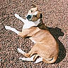 animal, brown, canine, cute, daylight, dog, ears, fur, ground, looking_back, lying_down, nature, outdoor, pet, relaxed, rocks, shadow, sunlight, tail, white
