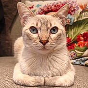 Maya a rejoint le concours — aidez-le/la à gagner de superbes lots ! cat, blue_eyes, sitting, sofa, couch, indoor, pet, animal, fur, close_up, portrait, whiskers, ears, pillow, floral, decor, relaxed, feline, domestic_cat, cute