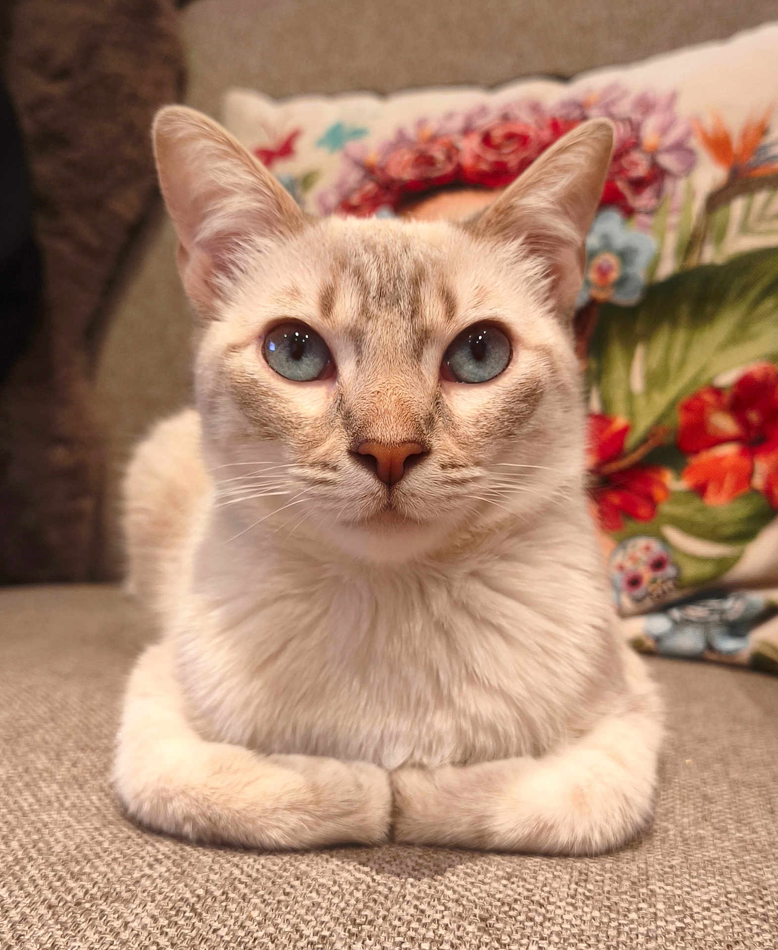 Maya a rejoint le concours — aidez-le/la à gagner de superbes lots ! cat, blue_eyes, sitting, sofa, couch, indoor, pet, animal, fur, close_up, portrait, whiskers, ears, pillow, floral, decor, relaxed, feline, domestic_cat, cute