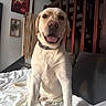Prince a rejoint le concours — aidez-le/la à gagner de superbes lots ! dog, labrador, pet, animal, sitting, smiling, happy, indoor, bedroom, bed, white_dog, short_hair, collar, portrait, closeup, home, staircase, furniture, wall_art, natural_light