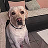 dog, labrador, pet, portrait, sitting, indoors, couch, sofa, pillows, blanket, living_room, furniture, cream_coat, collar, eyes, nose, ears, front_legs, home, photography
