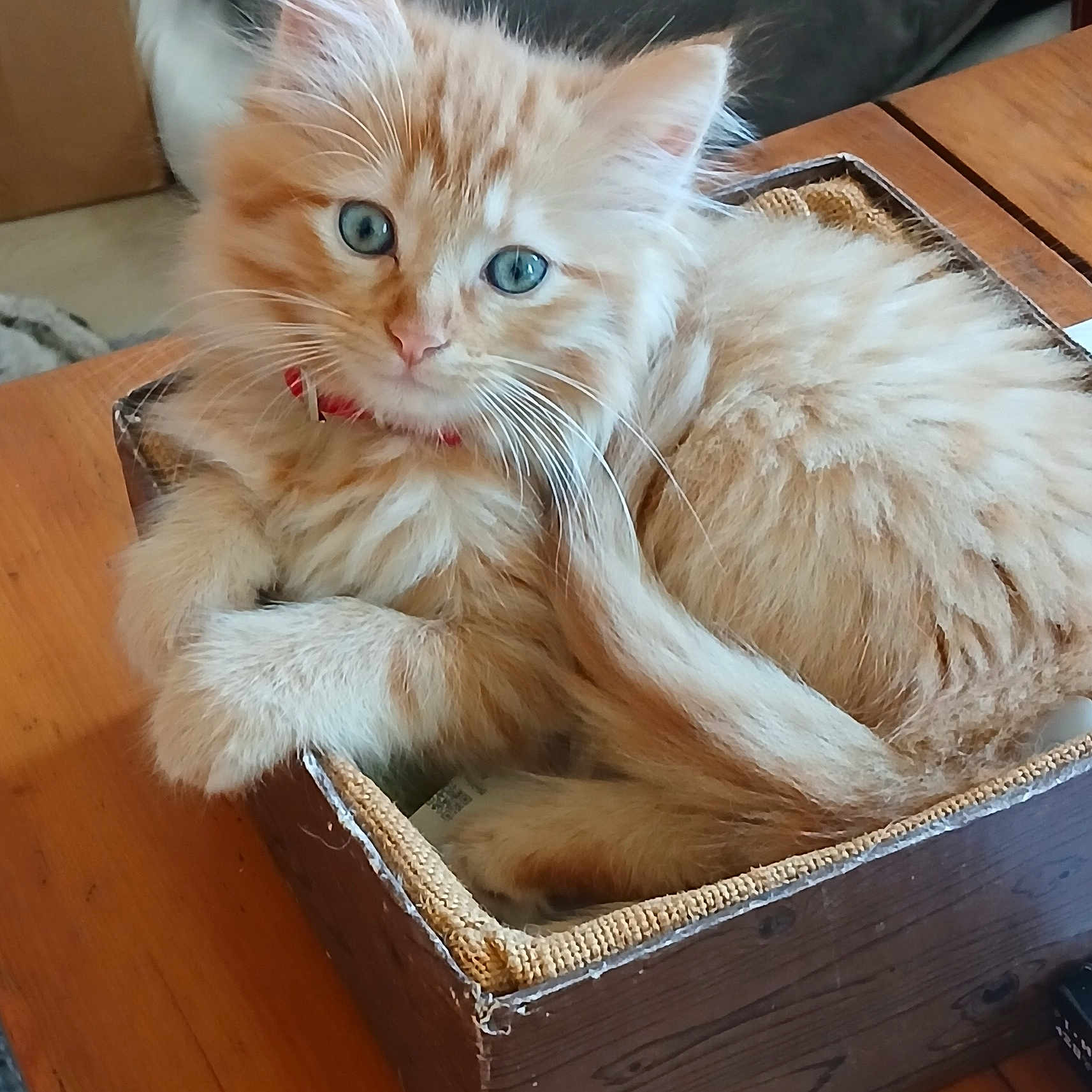Astikaue participe au concours pour gagner de l'argent avec cette photo : animal, blue_eyes, box, cat, collar, cozy, cute, domestic_animal, feline, fluffy, fur, indoor, kitten, looking_at_camera, orange_tabby, pet, relaxed, small, whiskers, wooden_table