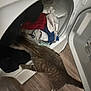 Billie is registered to the contest to win money with this photo: cat, tabby_cat, dryer, clothes, laundry, household, appliance, wooden_floor, indoor, curious, pet, feline, striped, exploring, open_door, home, domestic, animal, laundry_room, white_appliance