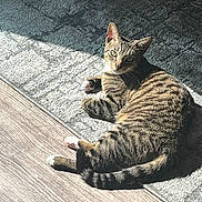 Billie is registered to the contest to win money with this photo: cat, tabby_cat, pet, indoor, sunlight, rug, floor, wood_floor, relaxed, animal, feline, striped, whiskers, ears, paw, tail, looking, resting, cozy, domestic