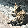 cat, tabby_cat, pet, indoor, sunlight, rug, floor, wood_floor, relaxed, animal, feline, striped, whiskers, ears, paw, tail, looking, resting, cozy, domestic