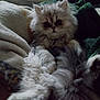 Alice is registered to the contest to win money with this photo: animal, blanket, cat, comfort, cozy, cute, domestic, feline, fluffy, fur, home, indoor, mammal, paws, pet, relaxed, resting, sleepy, soft, whiskers