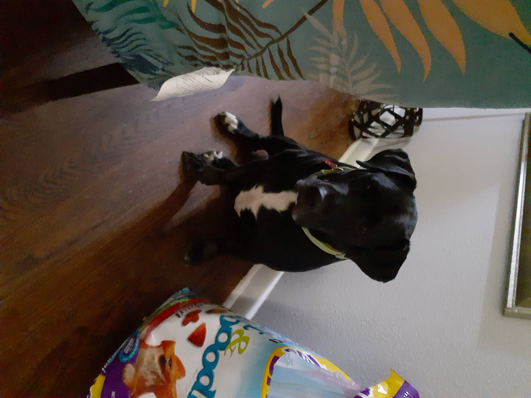 Romeo joined the competition — help win amazing prizes! canidae, carnivore, dog, dog_breed, felidae, fictional_character, flooring, fun, fur, guard_dog, hardwood, personal_protective_equipment, room, small_to_medium_sized_cats, sporting_group, tail, toy, window, wood, wood_flooring