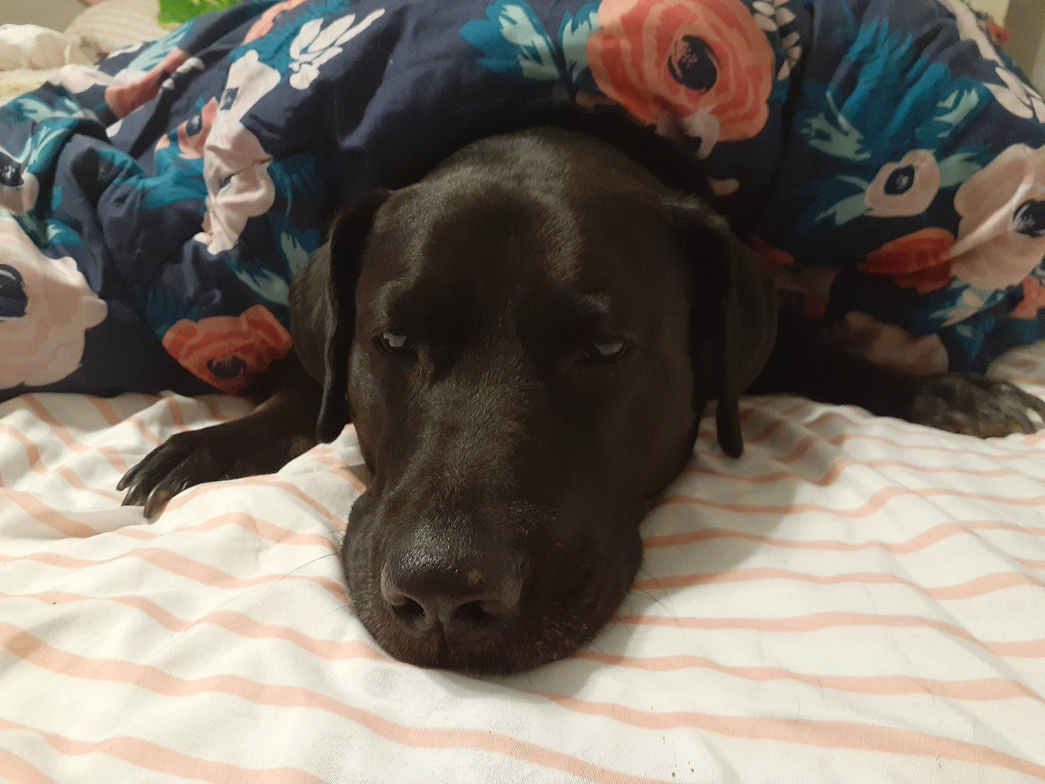 Romeo joined the competition — help win amazing prizes! borador, canidae, carnivore, comfort, companion_dog, dog, dog_breed, dog_supply, fawn, fur, guard_dog, gun_dog, liver, personal_protective_equipment, pointing_breed, retriever, snout, sporting_group, whiskers, working_animal