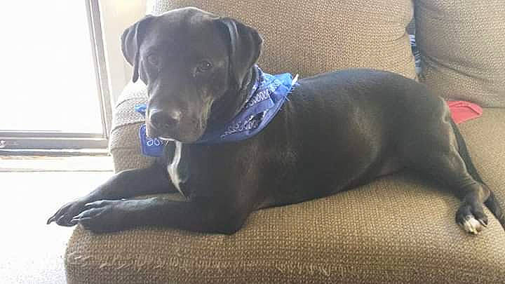 Romeo is registered to the contest to win money with this photo: borador, canidae, carnivore, collar, comfort, companion_dog, dog, dog_breed, dog_collar, dog_supply, flooring, grey, gun_dog, hunting_dog, liver, non_sporting_group, pet_supply, puppy, whiskers, working_animal