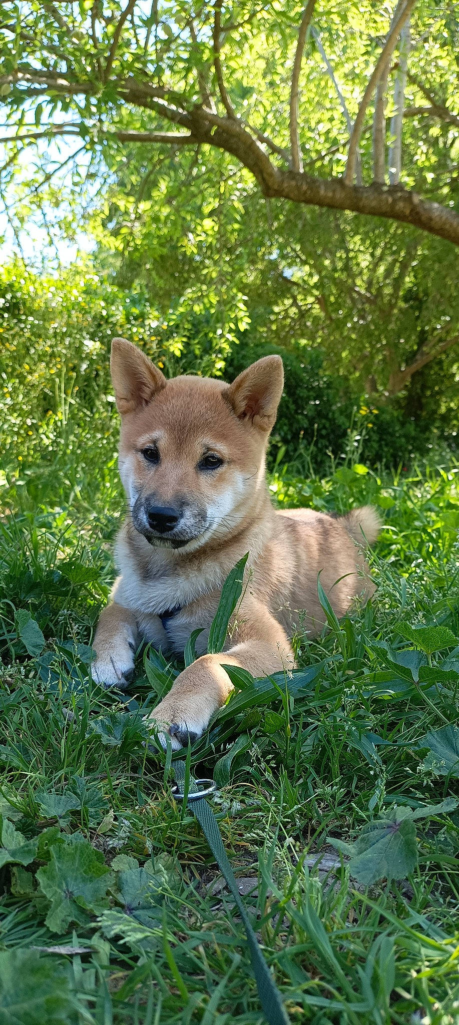 Kaïto a rejoint le concours — aidez-le/la à gagner de superbes lots ! canidae, carnivore, companion_dog, dog, dog_breed, fawn, forest, grass, groundcover, natural_landscape, non_sporting_group, plant, snout, sporting_group, tail, terrestrial_animal, tree, whiskers, wildlife, working_animal