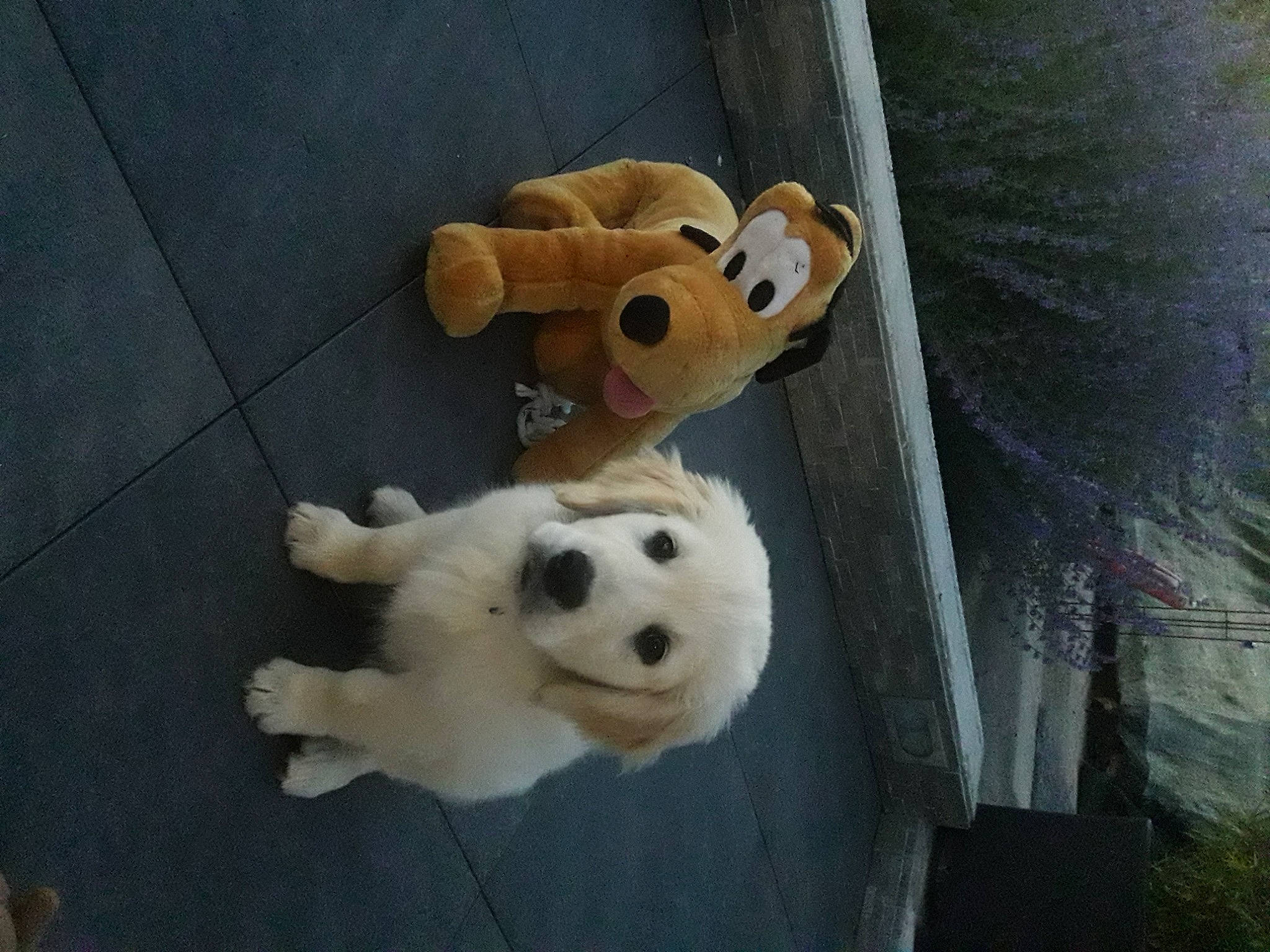 Praline a rejoint le concours — aidez-le/la à gagner de superbes lots ! bear, canidae, carnivore, companion_dog, dog, dog_breed, fawn, flooring, fun, fur, non_sporting_group, plush, snout, sporting_group, stuffed_toy, tail, terrestrial_animal, toy, wood, working_animal