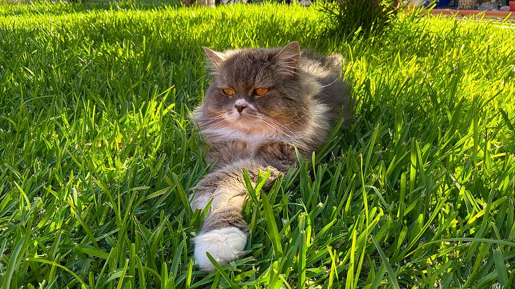 Nobel participe au concours pour gagner de l'argent avec cette photo : carnivore, cat, eye, fawn, felidae, flooring, fur, grass, grassland, groundcover, lawn, plant, small_to_medium_sized_cats, snout, tail, terrestrial_animal, tree, whiskers, wildlife, wood