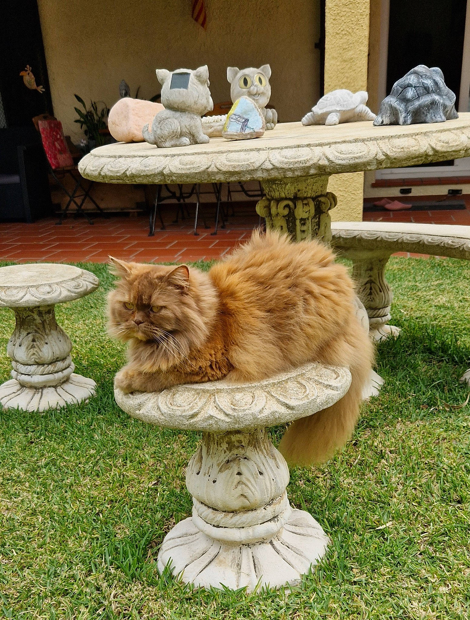 Madison a rejoint le concours — aidez-le/la à gagner de superbes lots ! canidae, carnivore, cat, companion_dog, dog_breed, domestic_short_haired_cat, fawn, felidae, fur, grass, house, plant, sculpture, small_to_medium_sized_cats, sporting_group, table, tail, tree, whiskers, wood