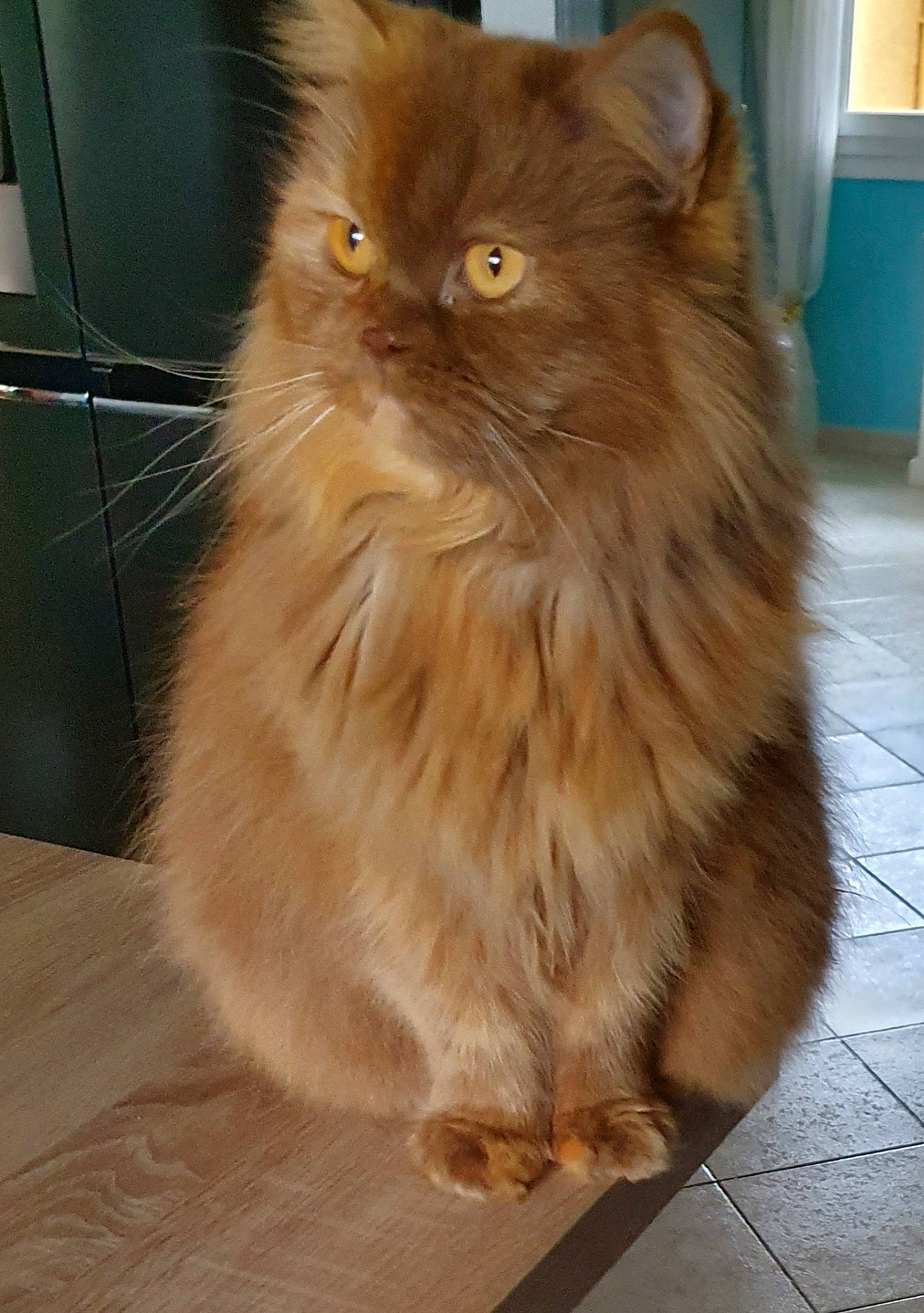 Madison a rejoint le concours — aidez-le/la à gagner de superbes lots ! box, british_longhair, carnivore, cat, fawn, felidae, flooring, fur, hardwood, maine_coon, persian, road_surface, small_to_medium_sized_cats, snout, tail, terrestrial_animal, tile_flooring, varnish, whiskers, wood