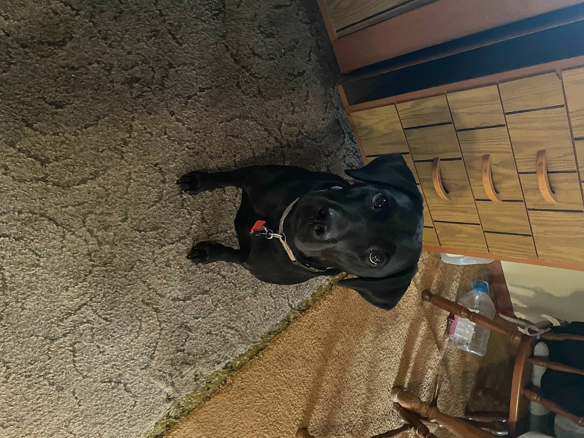 Miller is registered to the contest to win money with this photo: asphalt, canidae, carnivore, collar, companion_dog, dog, dog_breed, dog_collar, fawn, floor, flooring, guard_dog, leash, mammal, pet_supply, road_surface, shadow, snout, sporting_group, working_animal