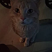 Kaneki joined the competition — help win amazing prizes! alone, animal, cat, close_up, curious, cute, dim_light, domestic, ears, feline, floor, indoor, looking_up, mystery, night, pet, quiet, shadow, soft_light, whiskers