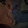 alone, animal, cat, close_up, curious, cute, dim_light, domestic, ears, feline, floor, indoor, looking_up, mystery, night, pet, quiet, shadow, soft_light, whiskers