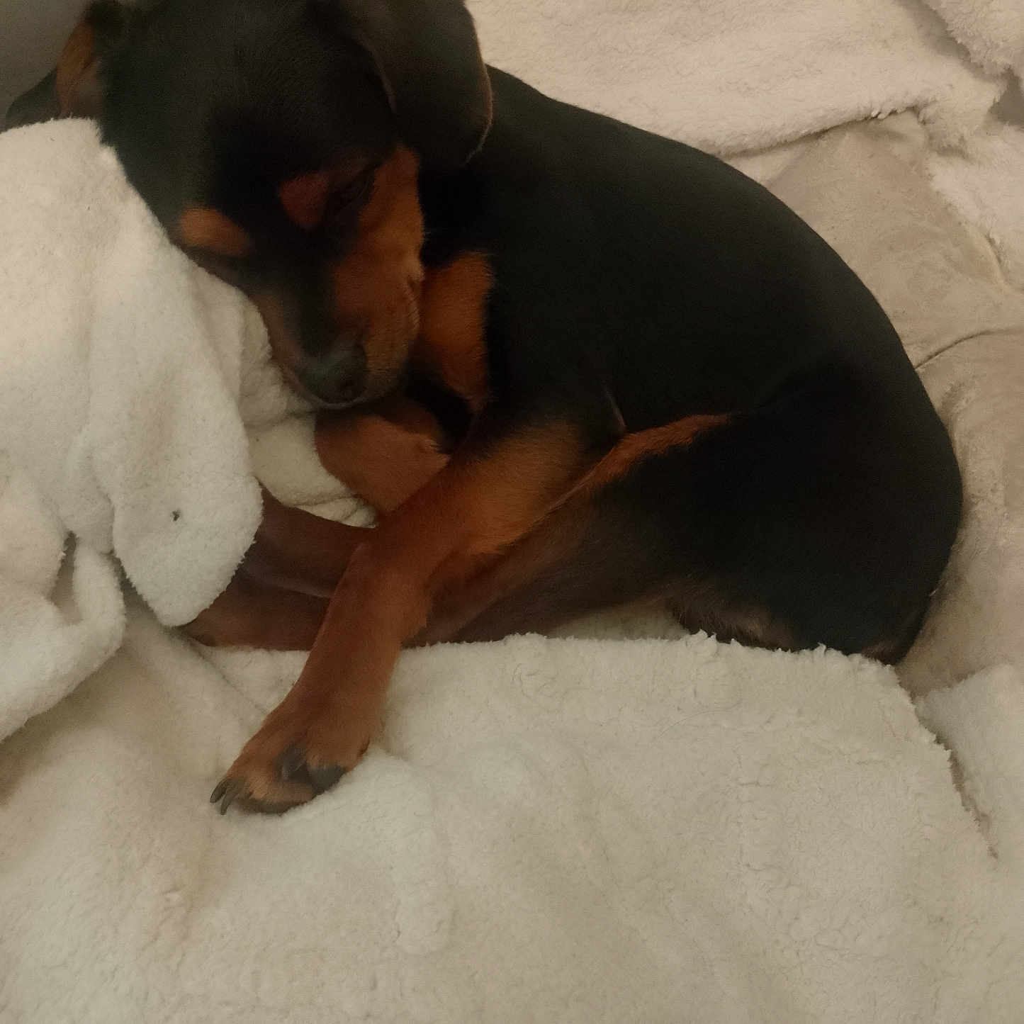 Vegas a rejoint le concours — aidez-le/la à gagner de superbes lots ! animal, appenzeller, beagle, blanket, bulldog, canine, chihuahua, couch, cushion, dog, furniture, homedecor, hound, labradorretriever, linen, person, pet, puppy, sleeping, towel