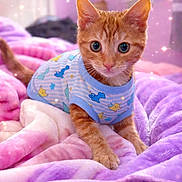 Meechie is registered to the contest to win money with this photo: bed, bedding, blanket, cat, close_up, cozy, cute, eyes, fur, indoor, kitten, orange_cat, pajamas, paws, pink, plush, portrait, purple, sleepwear, sparkles