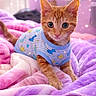 bed, bedding, blanket, cat, close_up, cozy, cute, eyes, fur, indoor, kitten, orange_cat, pajamas, paws, pink, plush, portrait, purple, sleepwear, sparkles